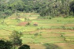 Borobudur Sunrise , Chicken Church & Selogriyo Temple