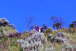 Mount Merbabu Camping