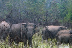 Way Kambas National Park 4 Days 3 Nights
