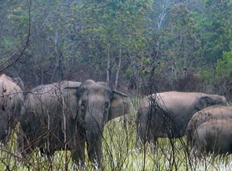 Way Kambas National Park 4 Days 3 Nights