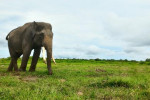 Lampung: Way Kambas National Park 4D3N