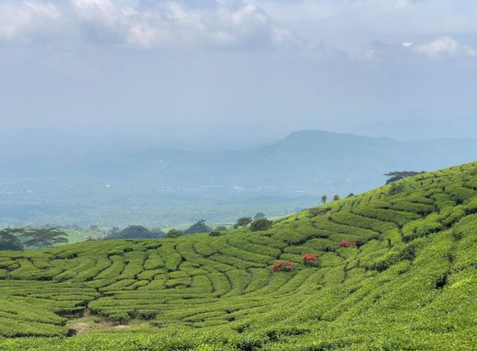 Palembang: Mount Dempo Trekking 4D3N