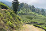 Palembang: Mount Dempo Trekking 4D3N