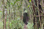 Palembang: Mount Dempo Trekking 4D3N