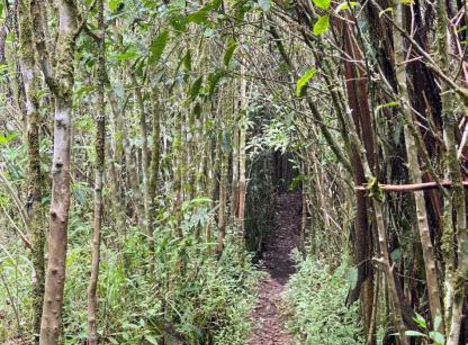 Palembang: Mount Dempo Trekking 4D3N