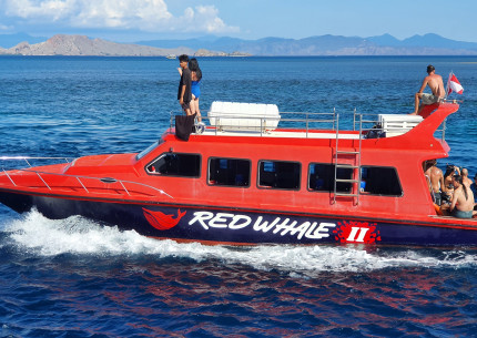 From Labuan Bajo: Komodo One Day Tour