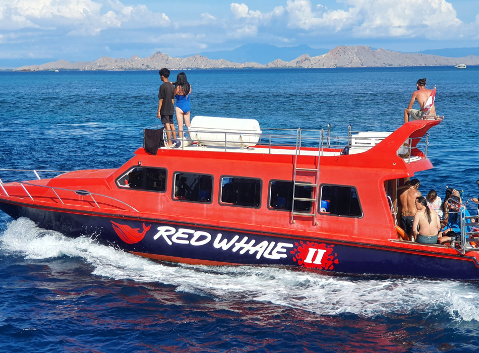 From Labuan Bajo: Komodo One Day Tour