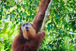 Medan: Bukit Lawang Orangutan Jungle Trekking