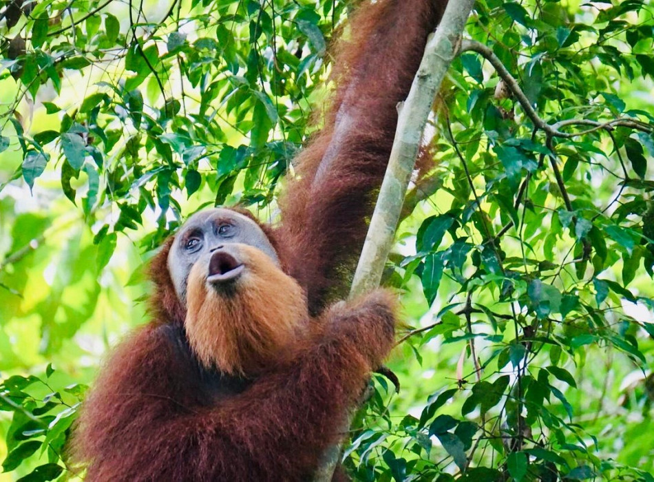 Medan: Bukit Lawang Orangutan Jungle Trekking