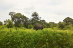 Way Kambas National Park 4 Days 3 Nights