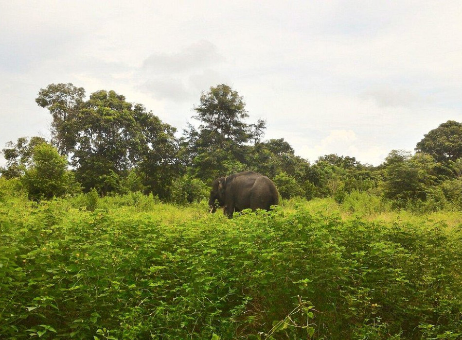 Way Kambas National Park 4 Days 3 Nights