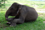 Way Kambas National Park 4 Days 3 Nights