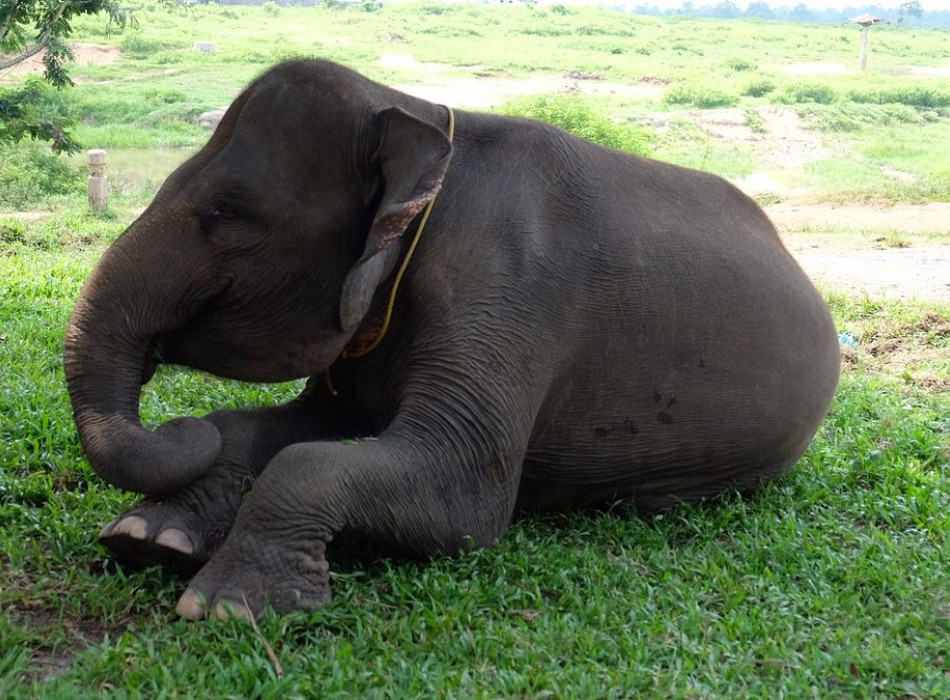 Way Kambas National Park 4 Days 3 Nights