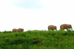 Way Kambas National Park 4 Days 3 Nights