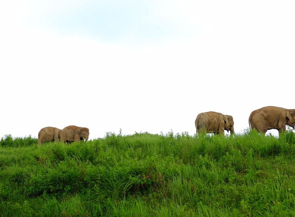 Way Kambas National Park 4 Days 3 Nights