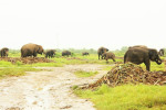 Way Kambas National Park 4 Days 3 Nights