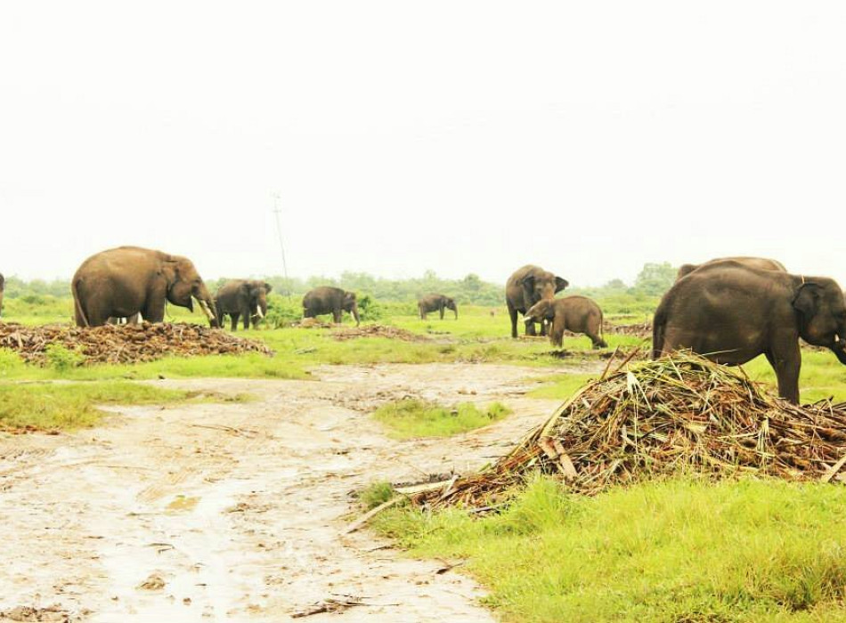 Way Kambas National Park 4 Days 3 Nights