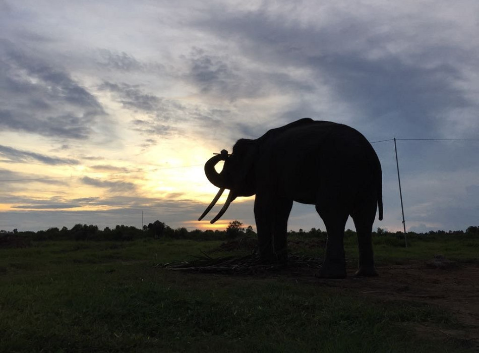 Way Kambas National Park 4 Days 3 Nights
