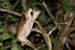 Way Kambas National Park 4 Days 3 Nights