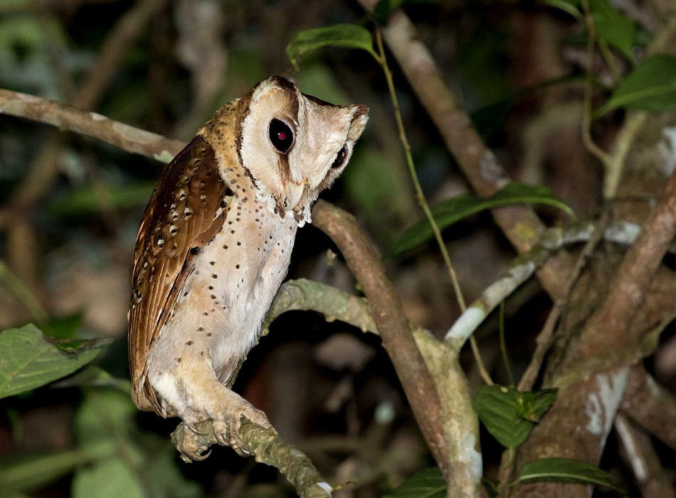 Way Kambas National Park 4 Days 3 Nights
