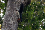 Way Kambas National Park 4 Days 3 Nights