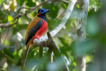 Way Kambas National Park 4 Days 3 Nights