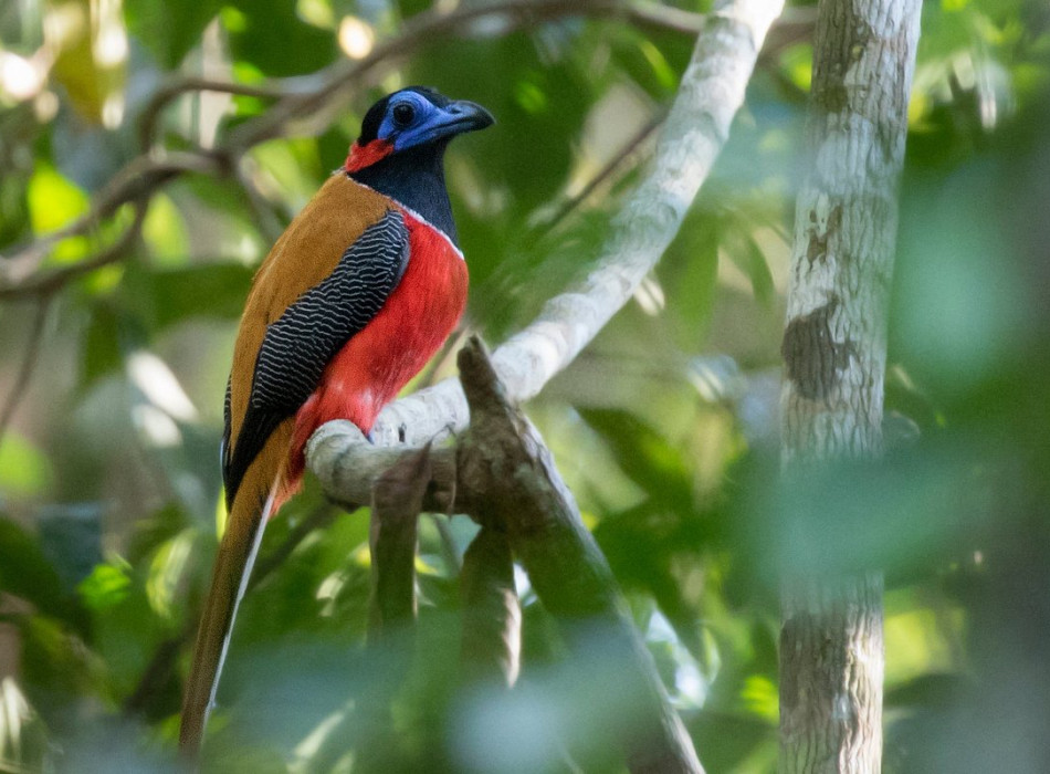 Way Kambas National Park 4 Days 3 Nights