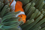 Raja Ampat Diving 4D3N