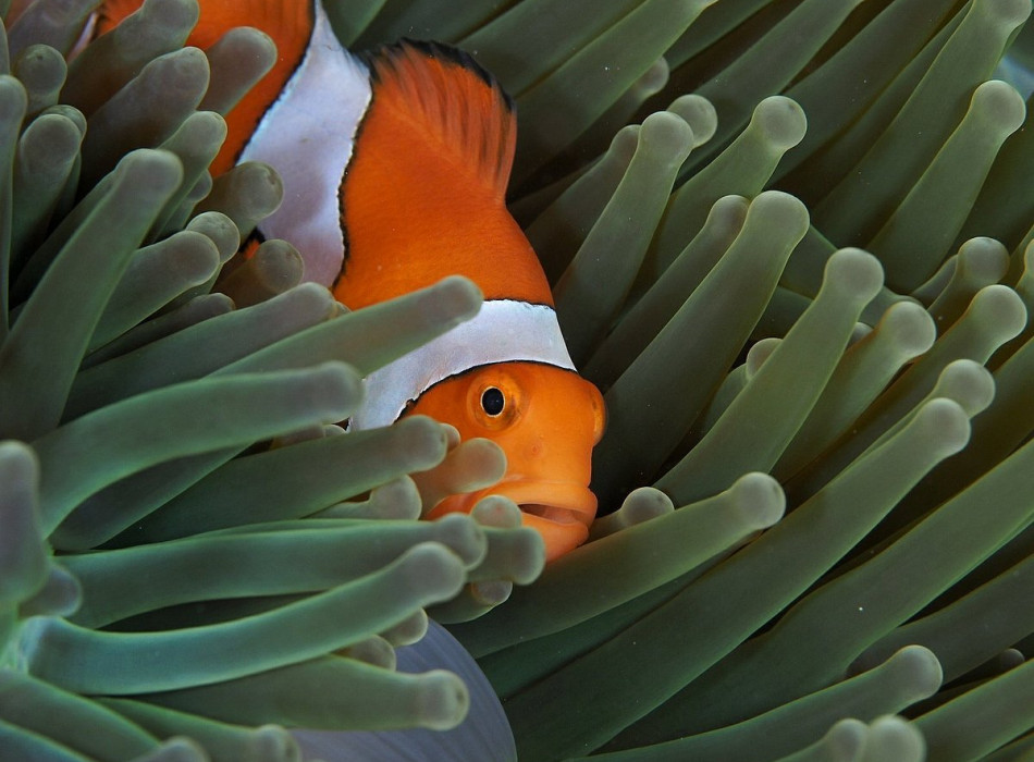 Raja Ampat Diving 4D3N