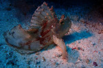 Raja Ampat Diving 4D3N