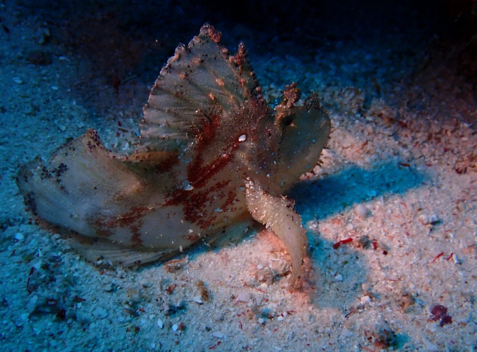 Raja Ampat Diving 4D3N