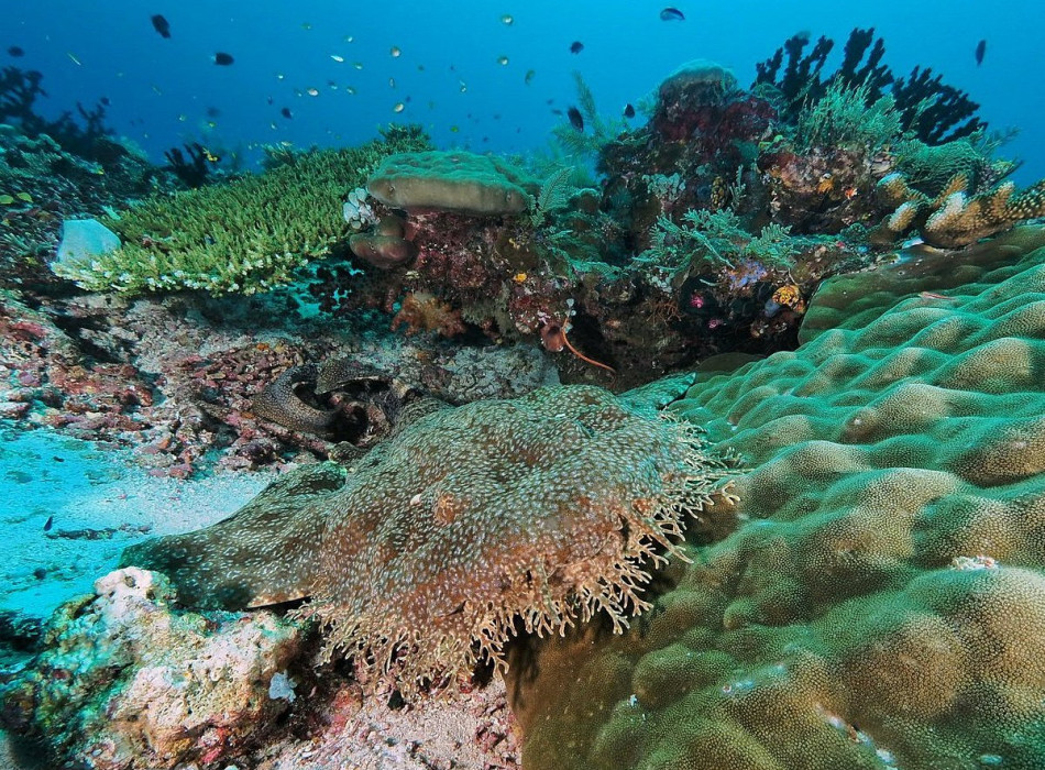 Raja Ampat Diving 4D3N