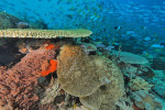Raja Ampat Diving 4D3N
