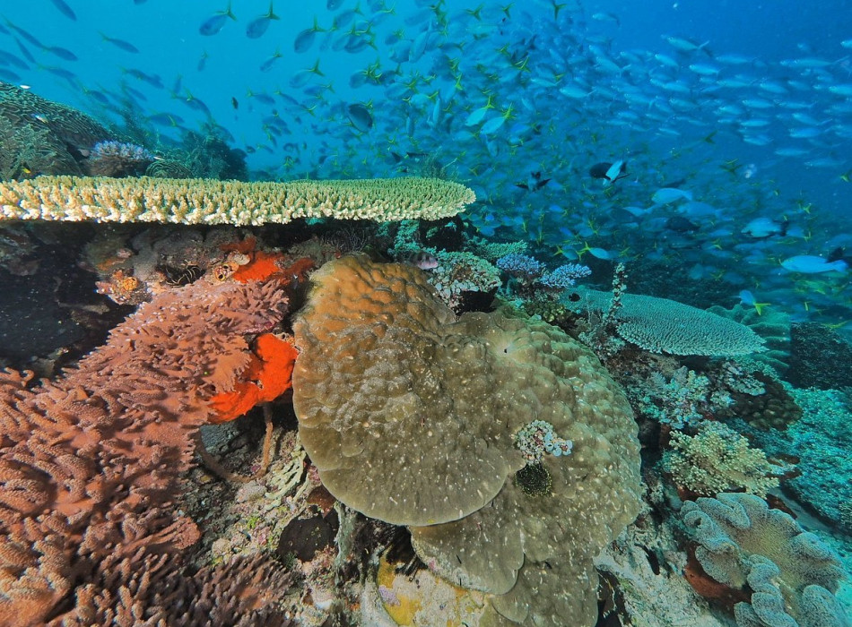 Raja Ampat Diving 4D3N