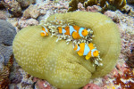 Raja Ampat Diving 4D3N