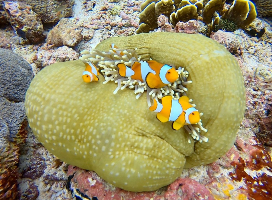 Raja Ampat Diving 4D3N