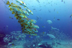 Raja Ampat Diving 4D3N