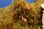 Raja Ampat Diving 4D3N