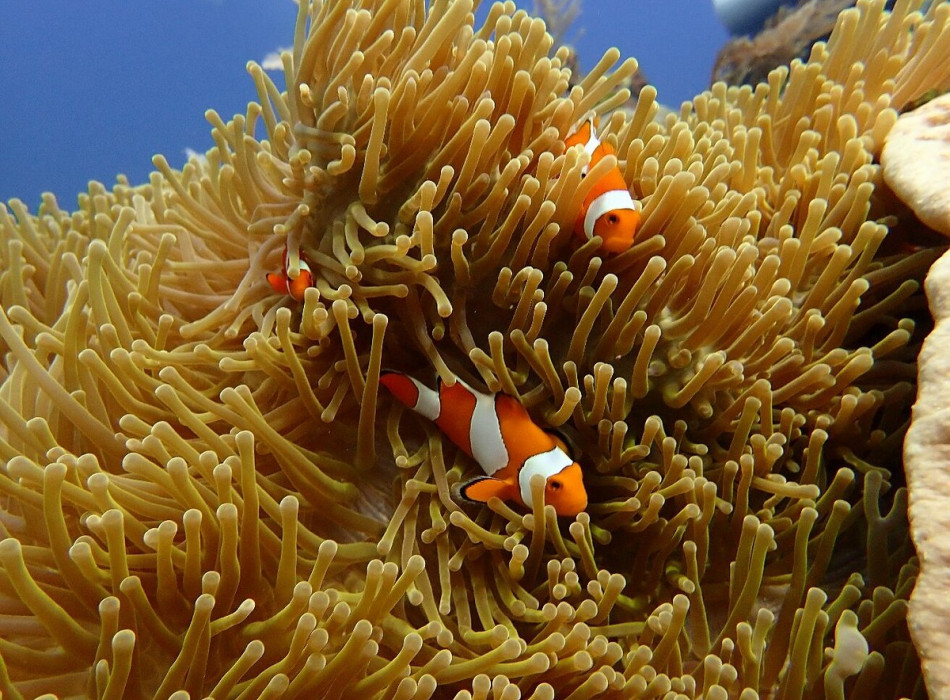 Raja Ampat Diving 4D3N