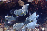 Raja Ampat Diving 4D3N