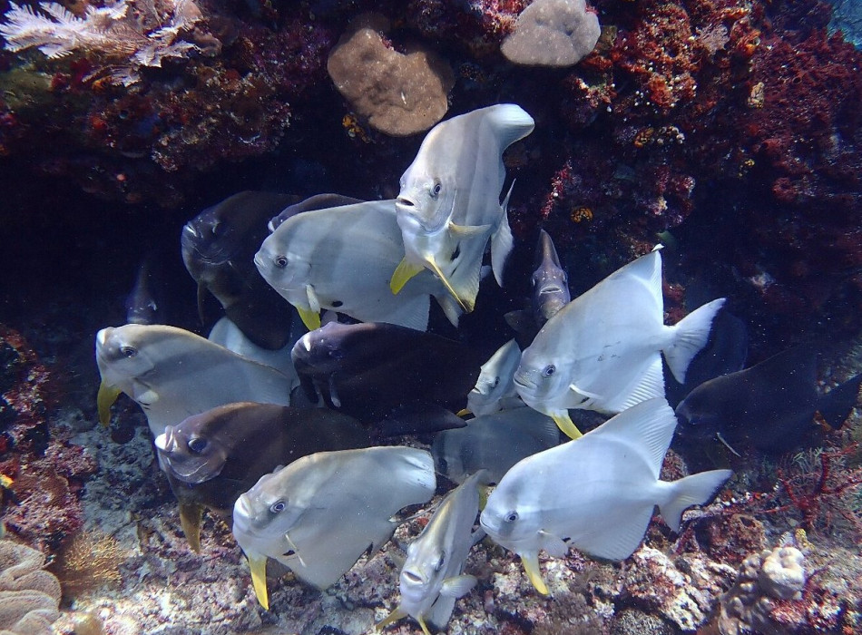 Raja Ampat Diving 4D3N