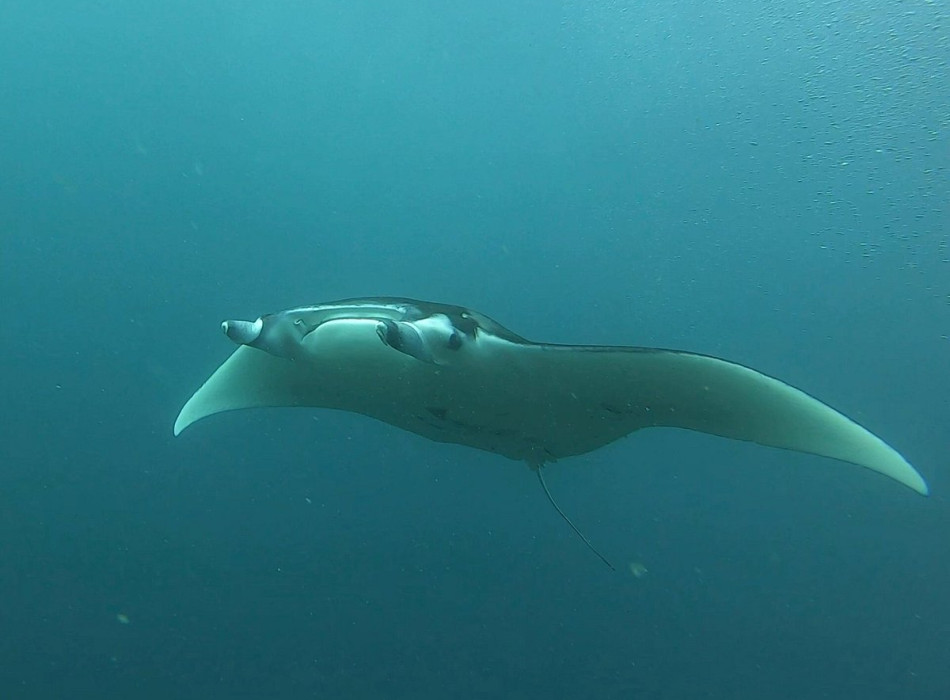 Raja Ampat Diving 4D3N