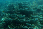 Raja Ampat Diving 4D3N