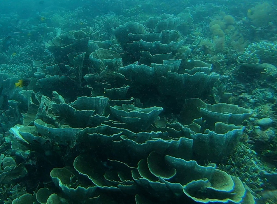 Raja Ampat Diving 4D3N