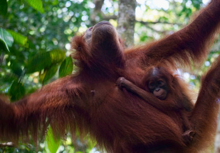 Medan: Bukit Lawang Orangutan Jungle Trekking